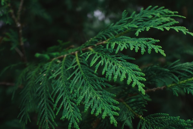 Cedar gifts